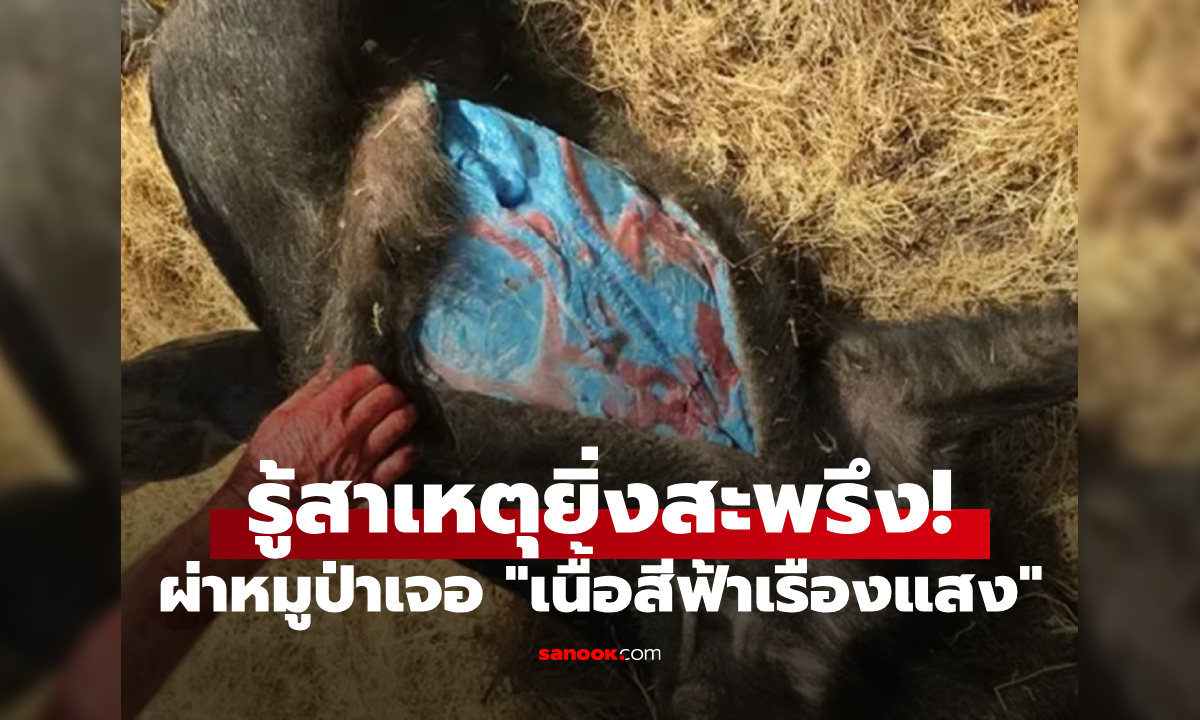 เกิดอะไรขึ้น?! ผ่าหมูป่าเจอเนื้อ \
