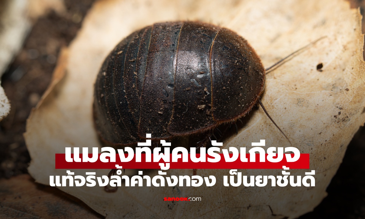 แมลง 1 ชนิด แค่ได้ยินชื่อก็ขยะแขยง แท้จริง \