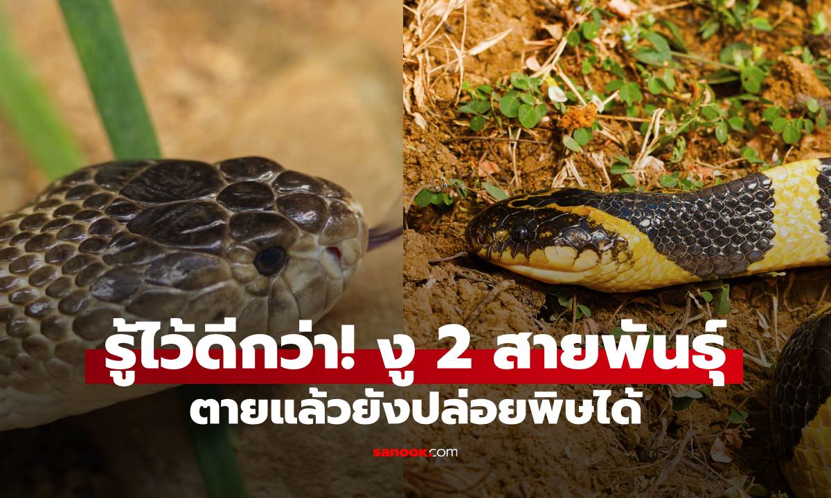 รู้ไว้ดีกว่า! งู 2 ชนิดที่ตายแล้วยังปล่อยพิษได้ ควรระวัง