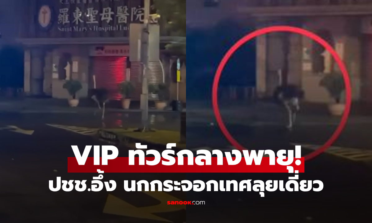 คลิปฮาแตก นกกระจอกเทศ วิ่งสะบัดฝ่าพายุ 4 กม. ชาวเน็ตดูจบอึ้งถาม \