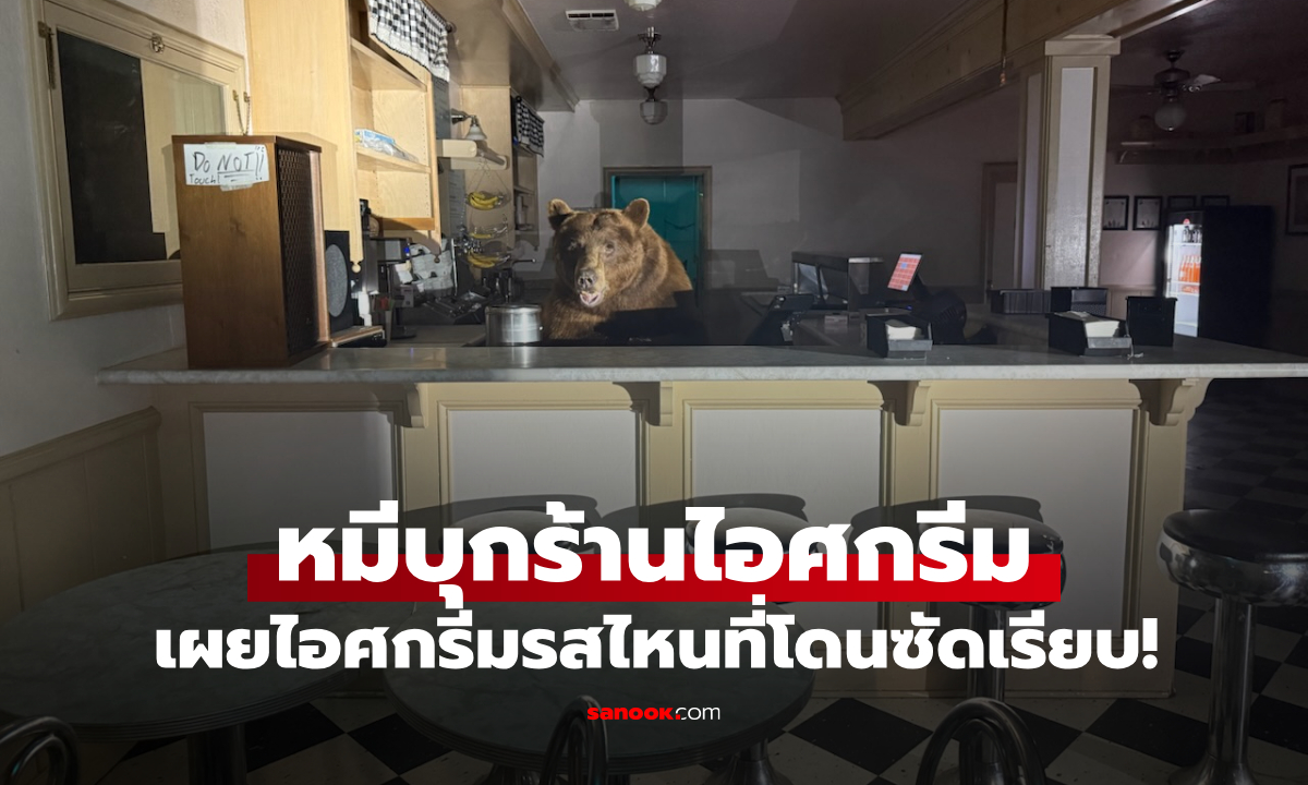 เรื่องจริงไม่ใช่โฆษณา! หมียักษ์บุกกินไอศกรีมร้านดัง เผยคลั่งไคล้รสชาตินี้เป็นพิเศษ