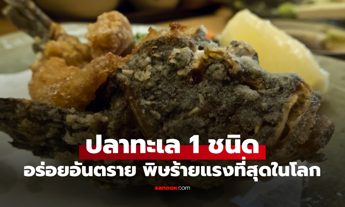 ปลาทะเล 1 ชนิด พิษร้ายแรงที่สุดในโลก อันตรายแค่ไหนก็กลายเป็นเมนูอร่อย