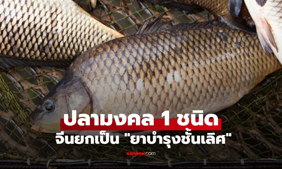 ปลาน้ำจืด 1 ชนิด จีนยกเป็น \