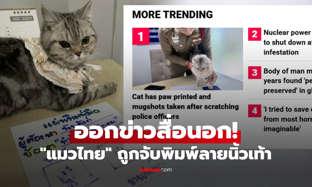 ดังไกลถึงสื่อนอก! รูปแมวไทย \