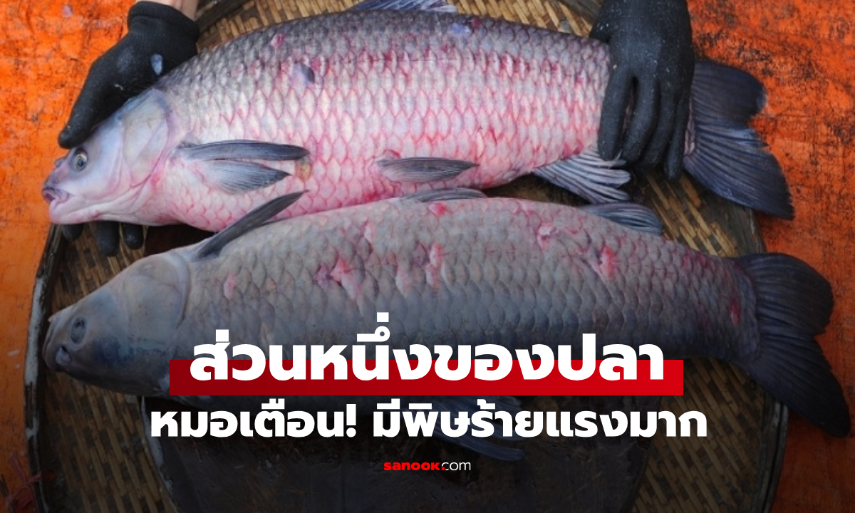 ส่วนหนึ่งของปลามีพิษร้ายแรงมาก! อาจถึงตายได้ แต่หลายคนมองเป็น \