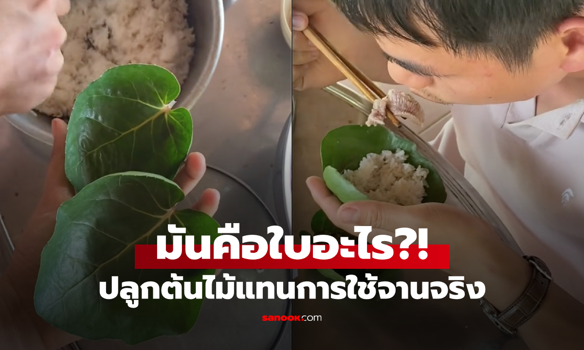 สานฝัน! กินข้าวไม่ต้องล้างจาน ผัวเมียปลูกต้นไม้ \