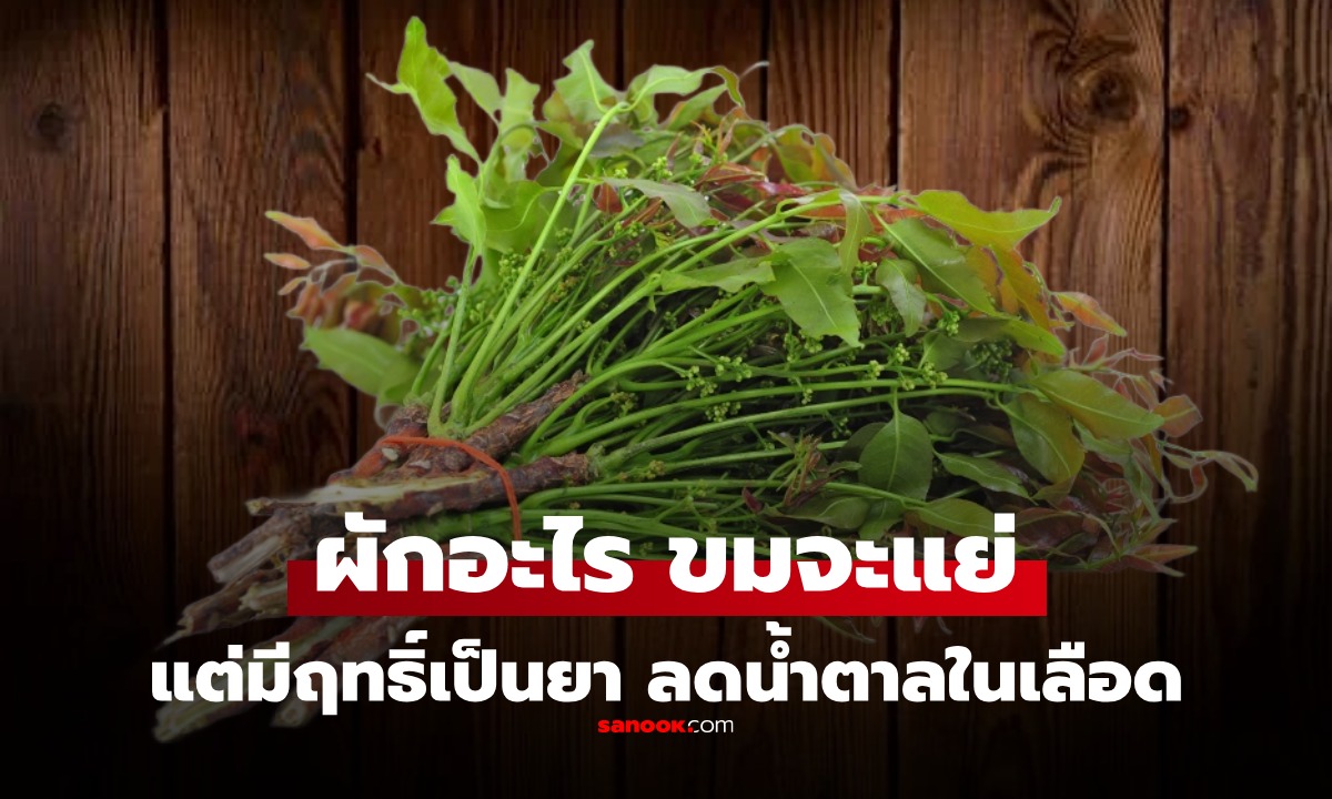 ฝรั่งยกนิ้วให้! ผักหลังบ้านคนไทย มีประโยชน์ต่อร่างกายมากกว่าที่คิด ถึงจะขม แต่ดีต่อร่างกาย