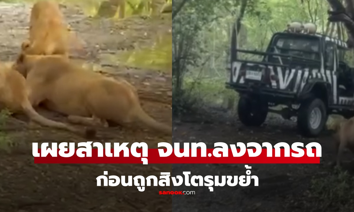 รู้สาเหตุแล้ว เจ้าหน้าที่ลงจากรถทำไม พยานเล่านาทีสยอง สิงโตรุมขย้ำเจ้าหน้าที่ ในไทย