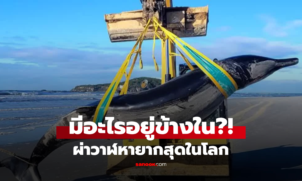 ผ่าท้องวาฬ \