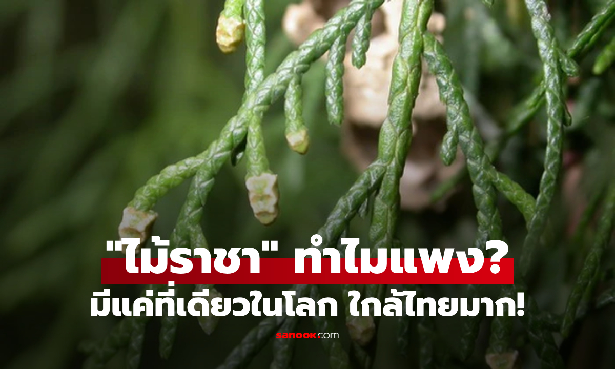 เปิดราคา \