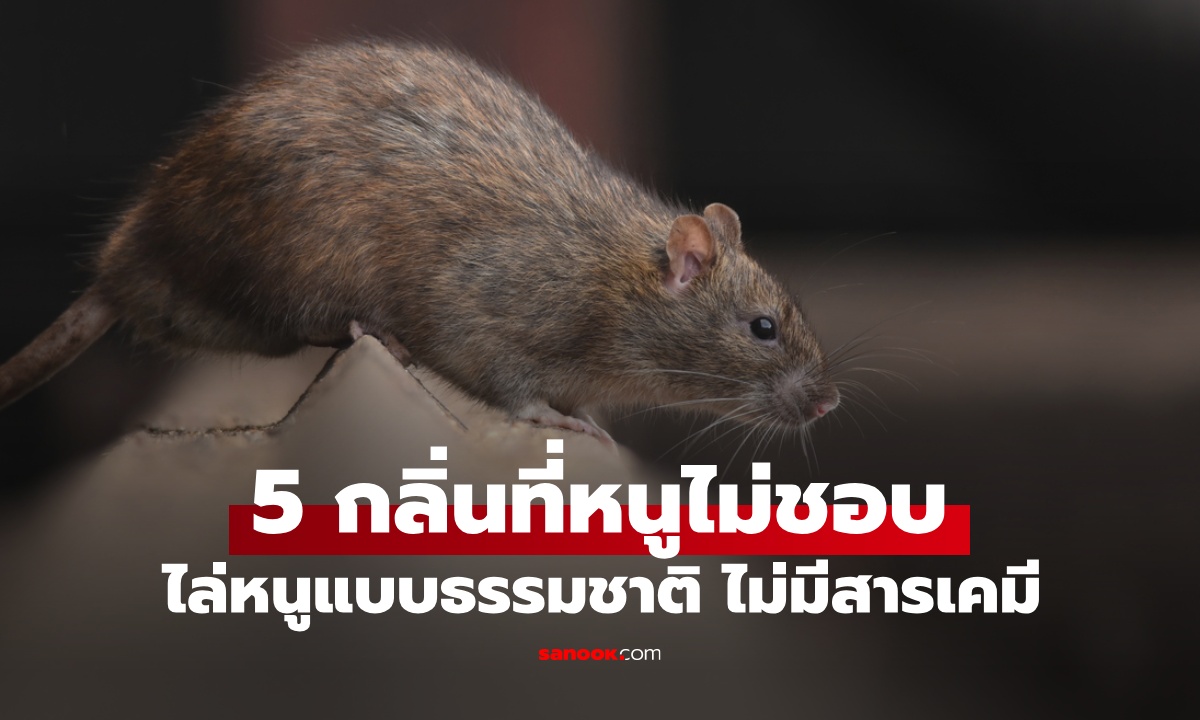 ใบไม้ที่ \