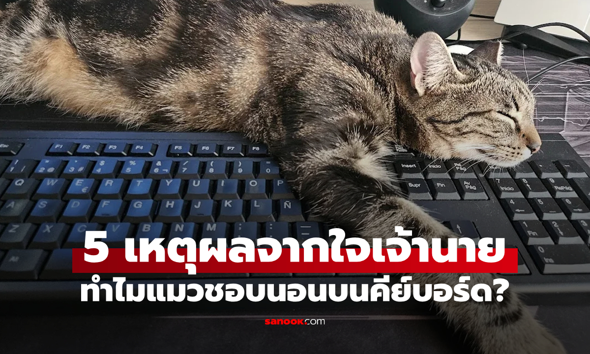 ทำไมแมวถึงชอบนอนบนแป้นพิมพ์คอมพิวเตอร์? พฤติกรรมน่ารักกวนใจแต่มีเหตุผลของเจ้าเหมียว