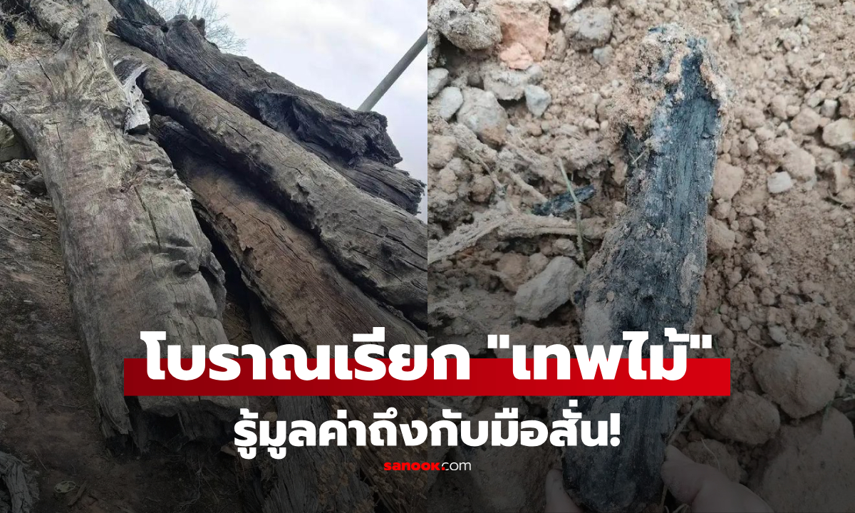 รู้ราคามือสั่น! ขุดนาเจอต้นไม้ยาว 20 เมตร ส่งกลิ่นหอมฟุ้ง ตร.สั่งปิดล้อมพื้นที่ทันที
