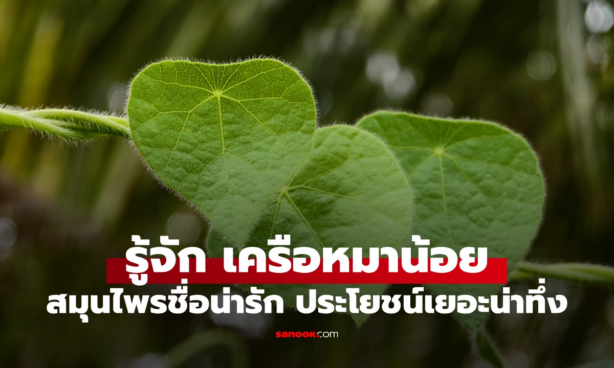 ใบมหัศจรรย์ \