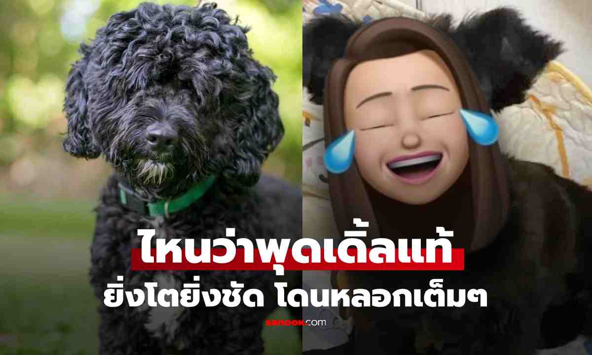 สาวซื้อพุดเดิ้ลออนไลน์ ร้านยัน \