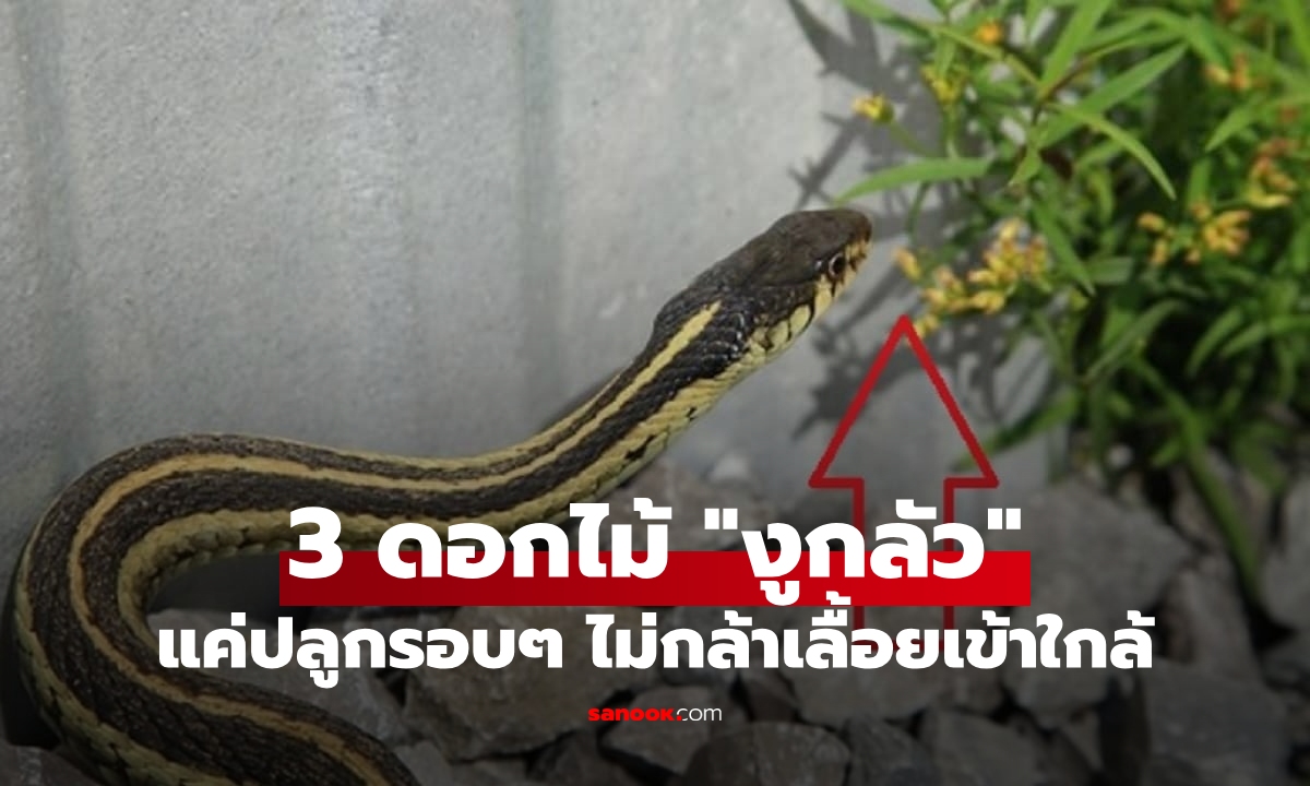 3 ไม้ดอก ที่ทำให้ \