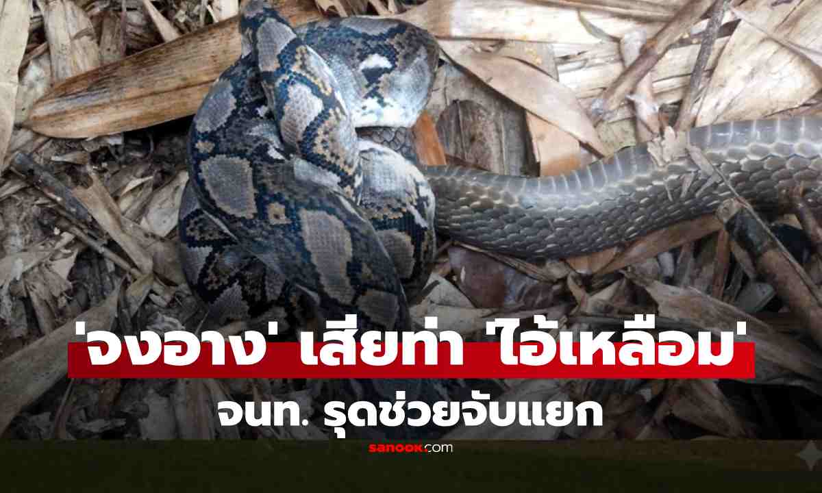 หาดูยาก! \'จงอาง\' เสียท่าถูก \'ไอ้เหลือม\'  รัดปลิ้นหน้าบ้าน ชาวบ้านผวาแจ้ง จนท.จับแยก