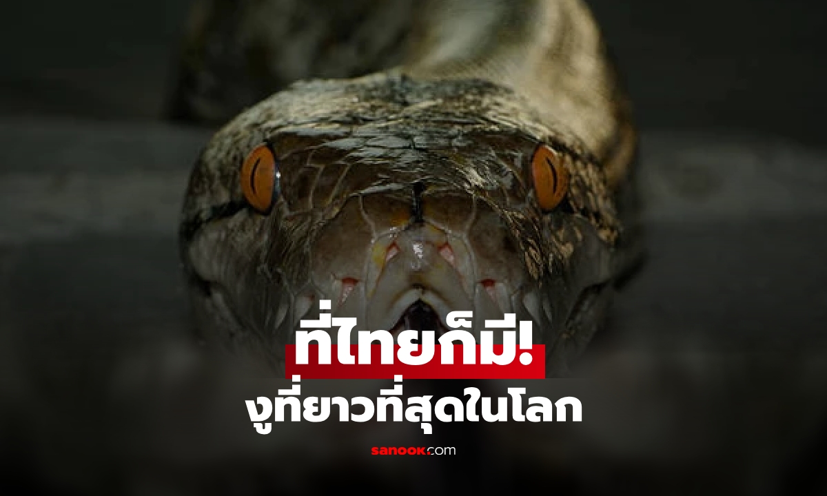 ไทยก็มี! งูสายพันธุ์ที่ \