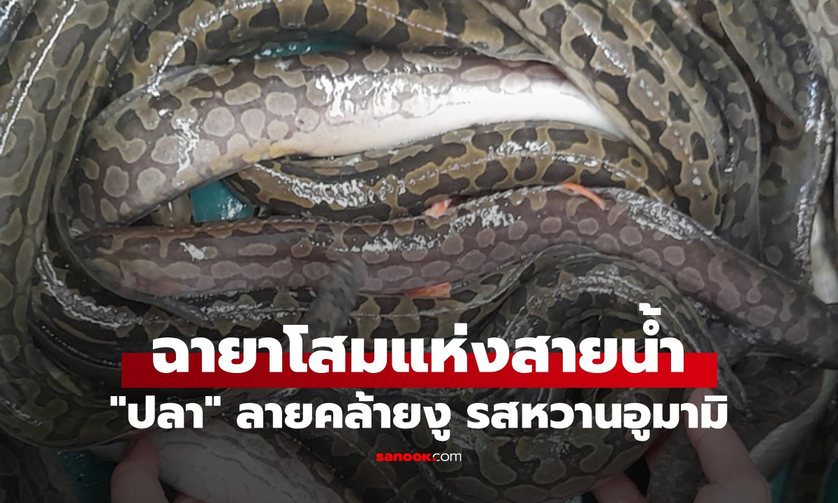 ปลาที่มีลายคล้ายงู ฉายา \