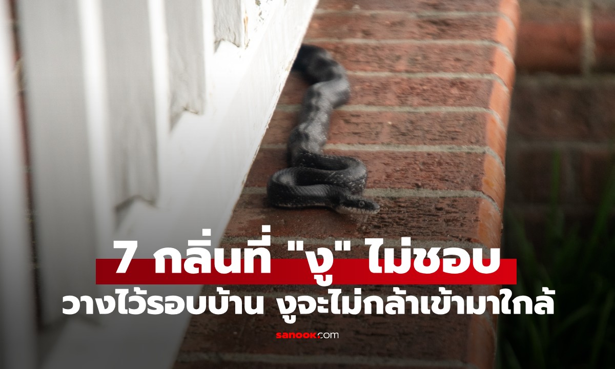 รวมมาให้แล้ว! 7 กลิ่นที่งูกลัวมาก วางไว้รอบบ้าน งูจะไม่กล้าเข้ามาใกล้