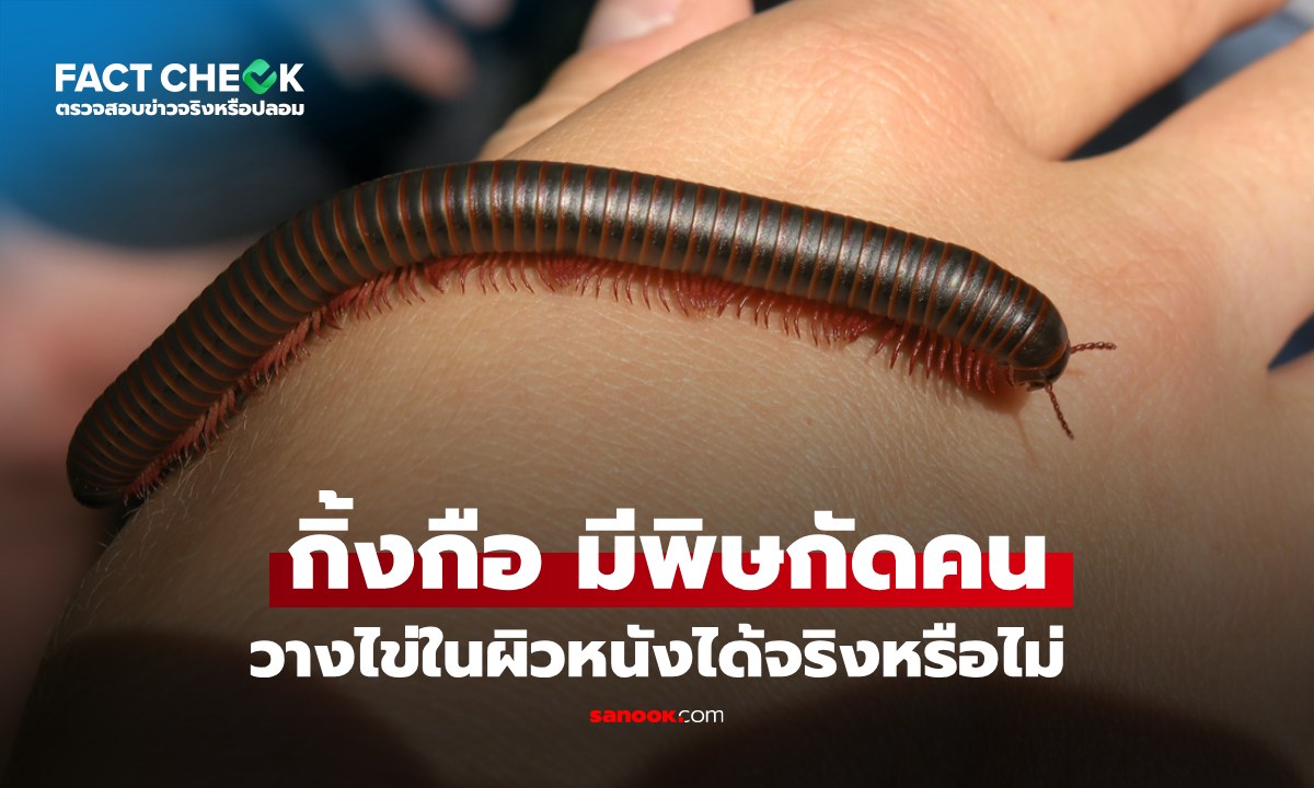 เช็กข่าวชัวร์ : กิ้งกือมีพิษ กัด และวางไข่ใส่ผิวหนังมนุษย์ได้จริงหรือไม่