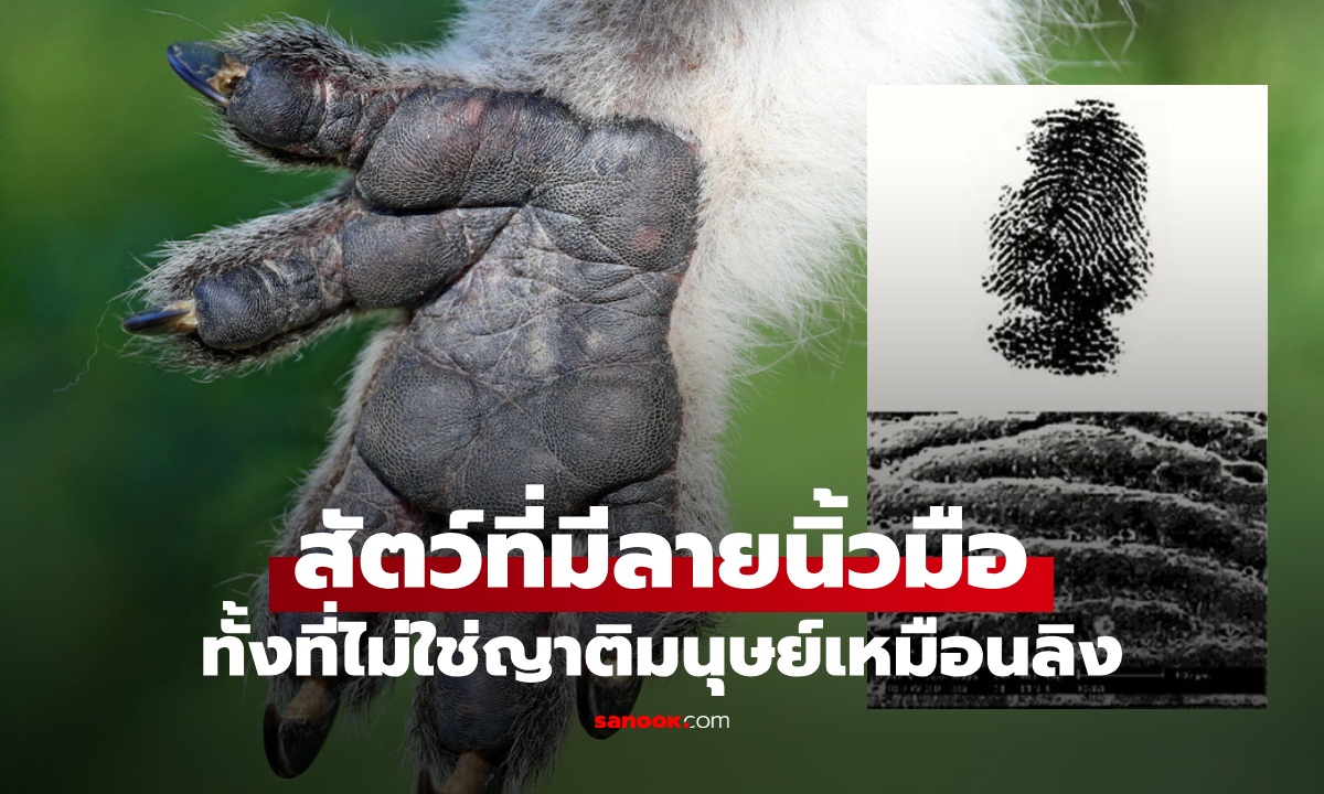 รู้หรือไม่ สัตว์ชนิดเดียวที่มี \