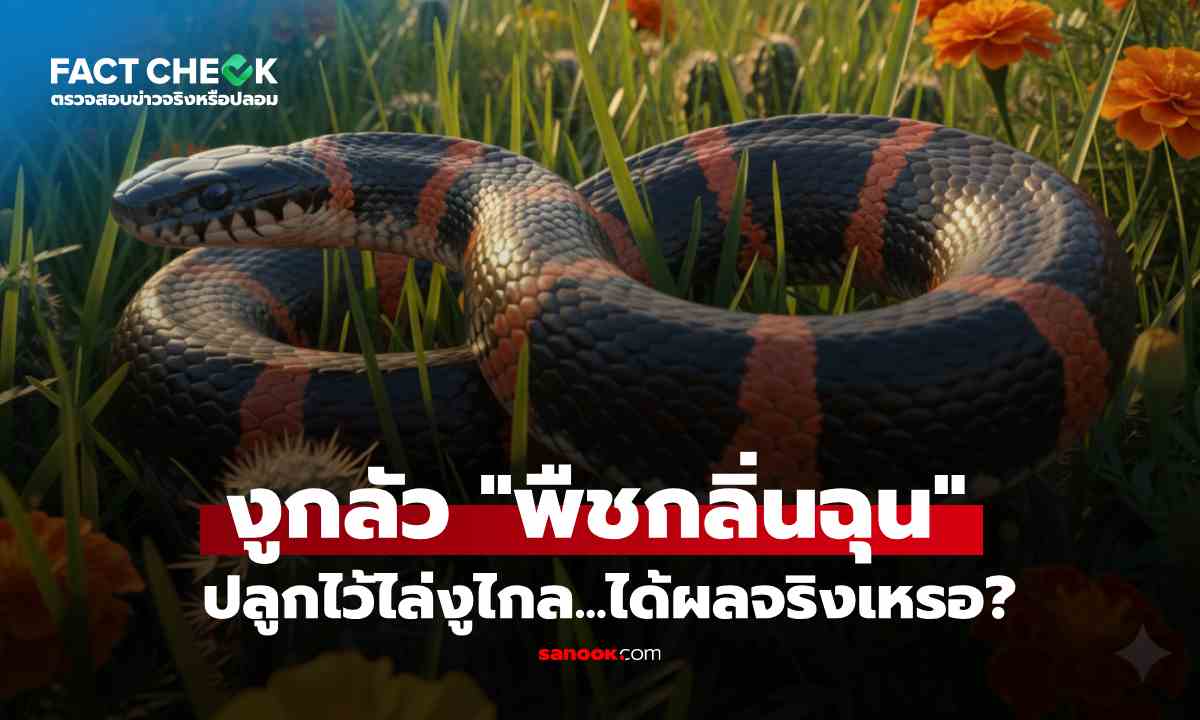 เช็กข่าวชัวร์ : โซเชียลแชร์ ปลูกไม้กลิ่นฉุน \