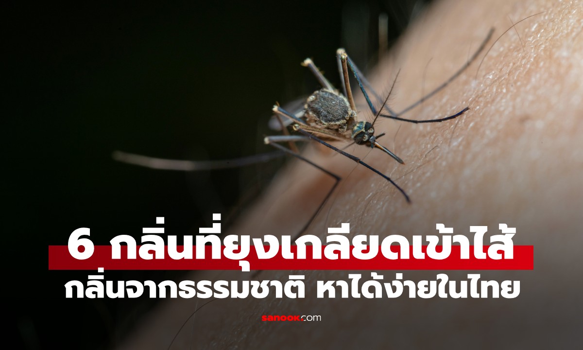 รวมให้แล้ว! 6 กลิ่นที่ยุง \