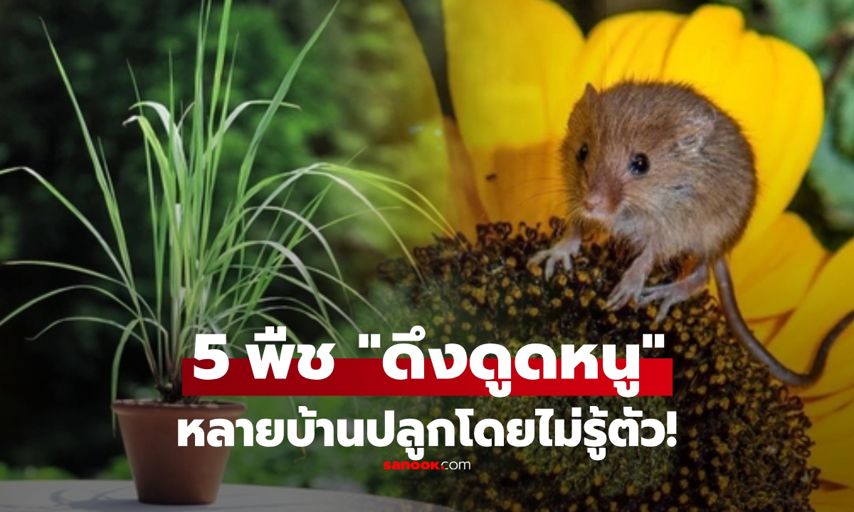 เปิดชื่อ 5 พืช \