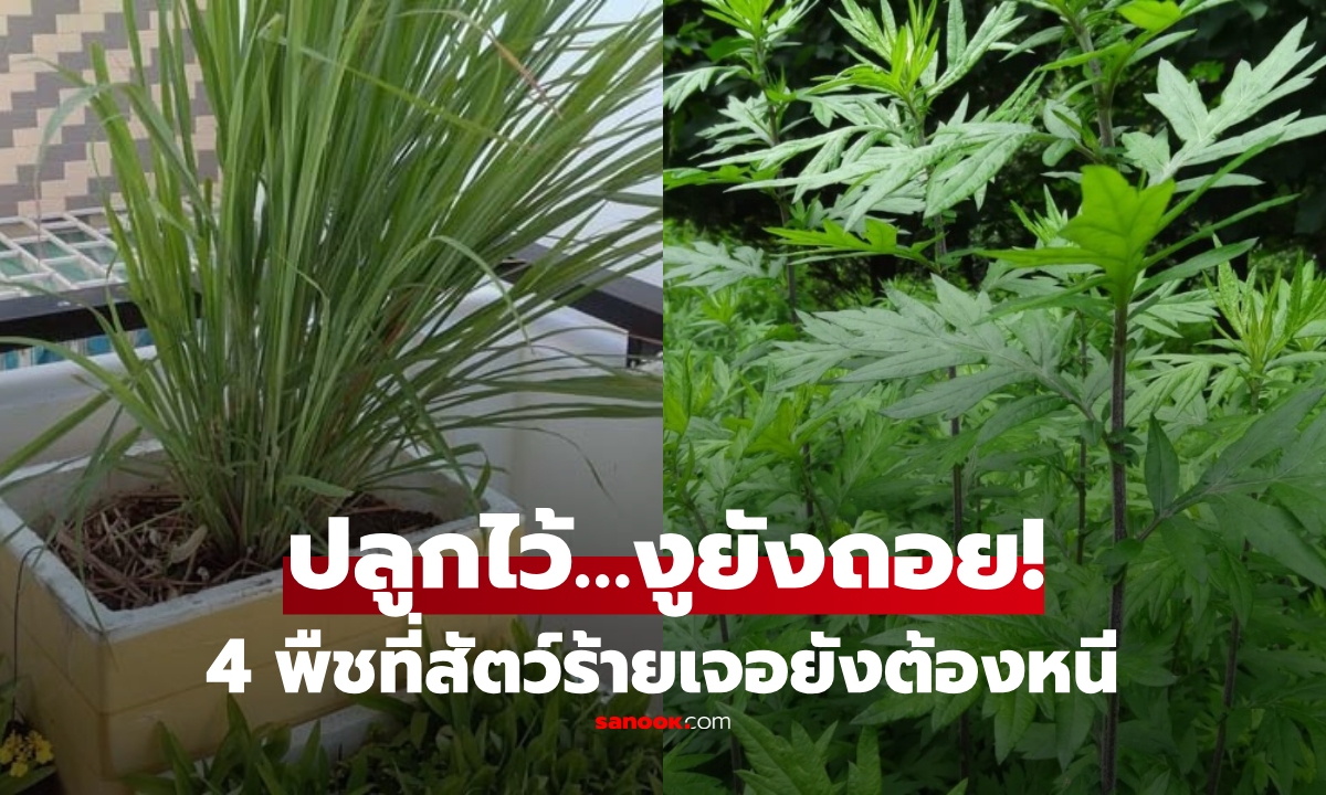 เวียดนามแนะ 4 ต้นไม้ที่ “งูเห็นก็รีบหนี” เหมาะวางในบ้าน อันดับ 2 ดีต่อหลักฮวงจุ้ยด้วย!