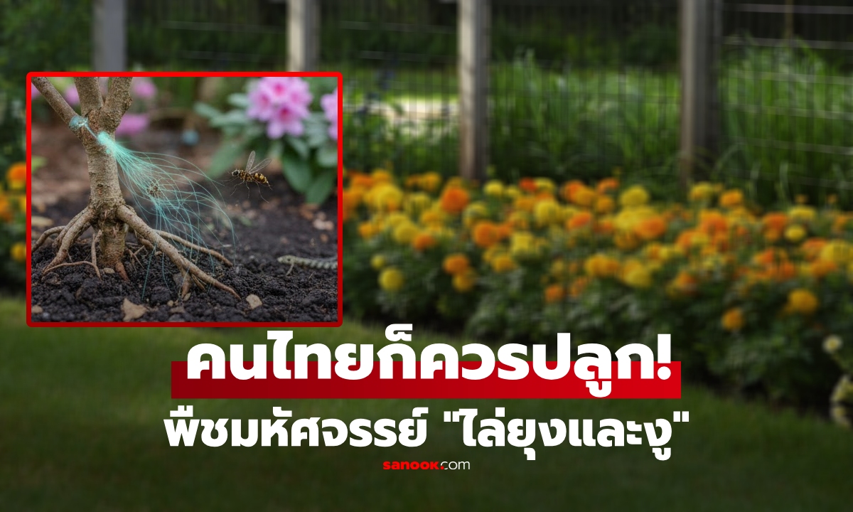 เว็บนอกอวยยศ 1 ดอกไม้ \