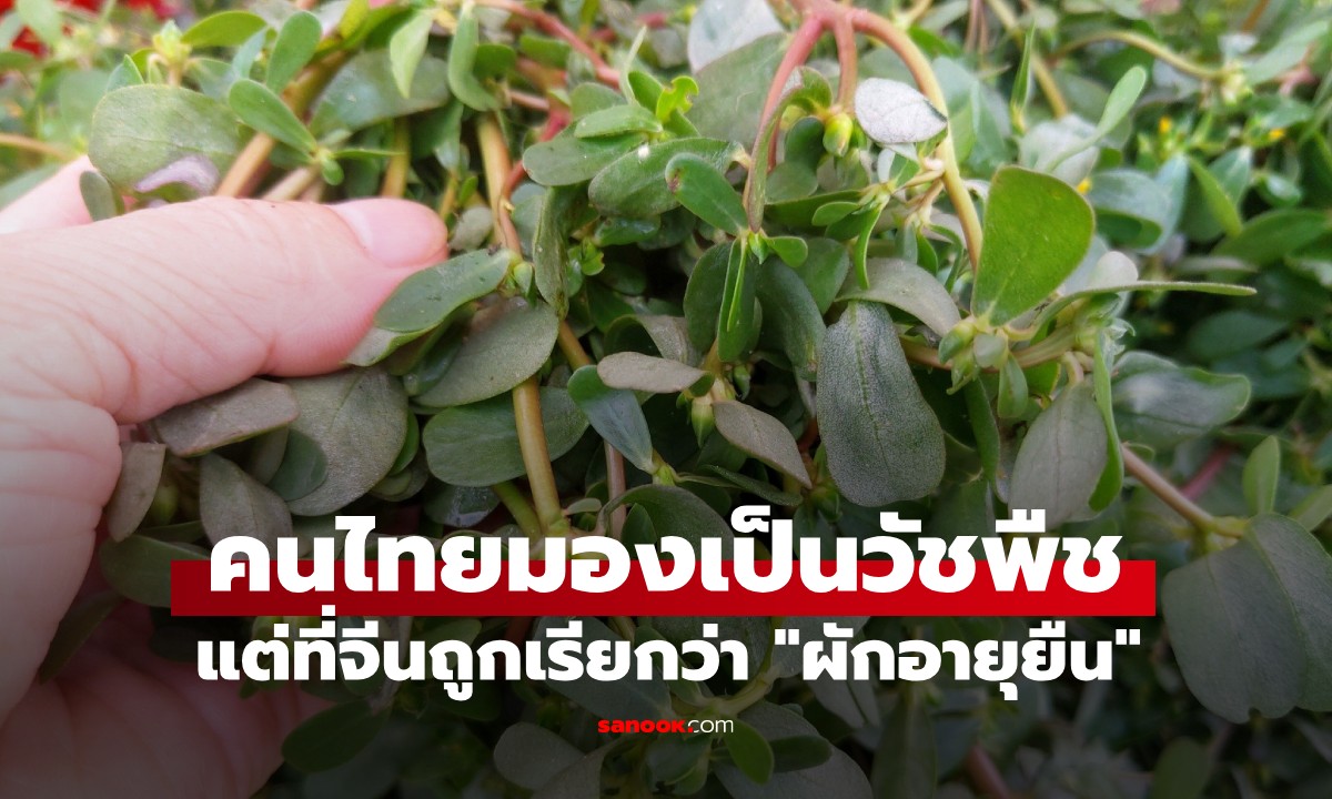 คนจีนเรียกว่า \