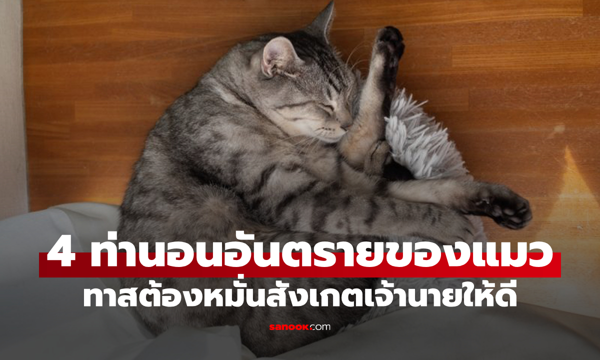 เตือนทาสแมว! \