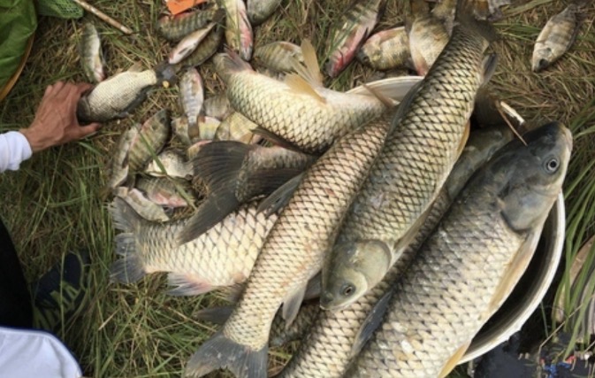 พ่อค้าเตือนญาติ  3 ปลาที่มัก “มีพยาธิ” เปิดชื่อชัดๆ ชนิดไหนเสี่ยงมาก ไม่ควรกิน!