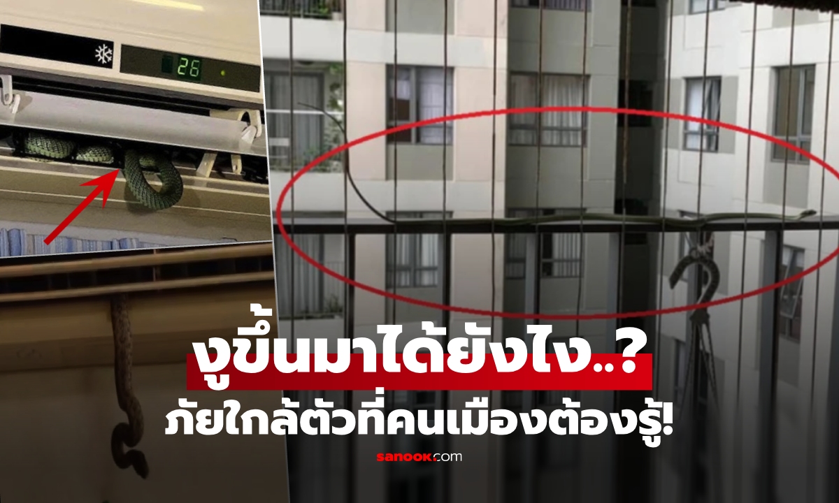 งูเข้าบ้านในเมืองได้อย่างไร? \