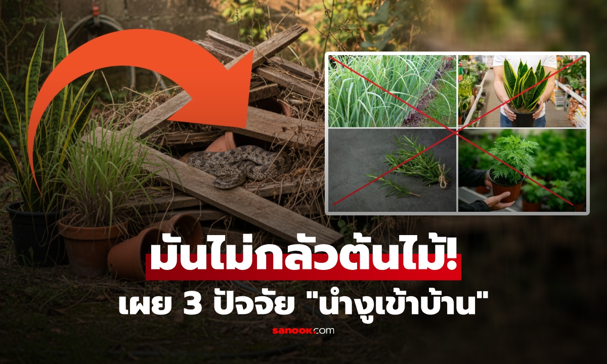 ต้นไม้ไม่ช่วย! อ.เจษฎ์ เปิดชัด 3 ปัจจัยเด็ด "นำงูเข้าบ้าน" เผยวิธีป้องกันงูที่ได้ผลจริง