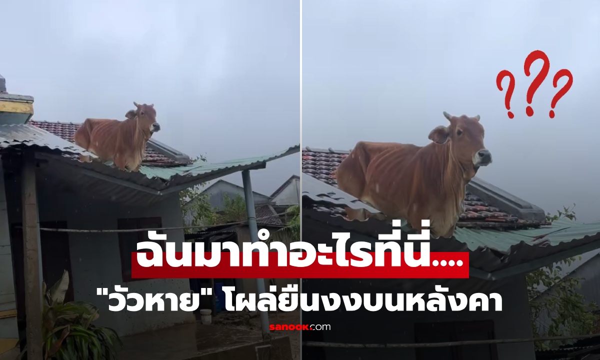 คลิปไวรัลน้ำท่วม \