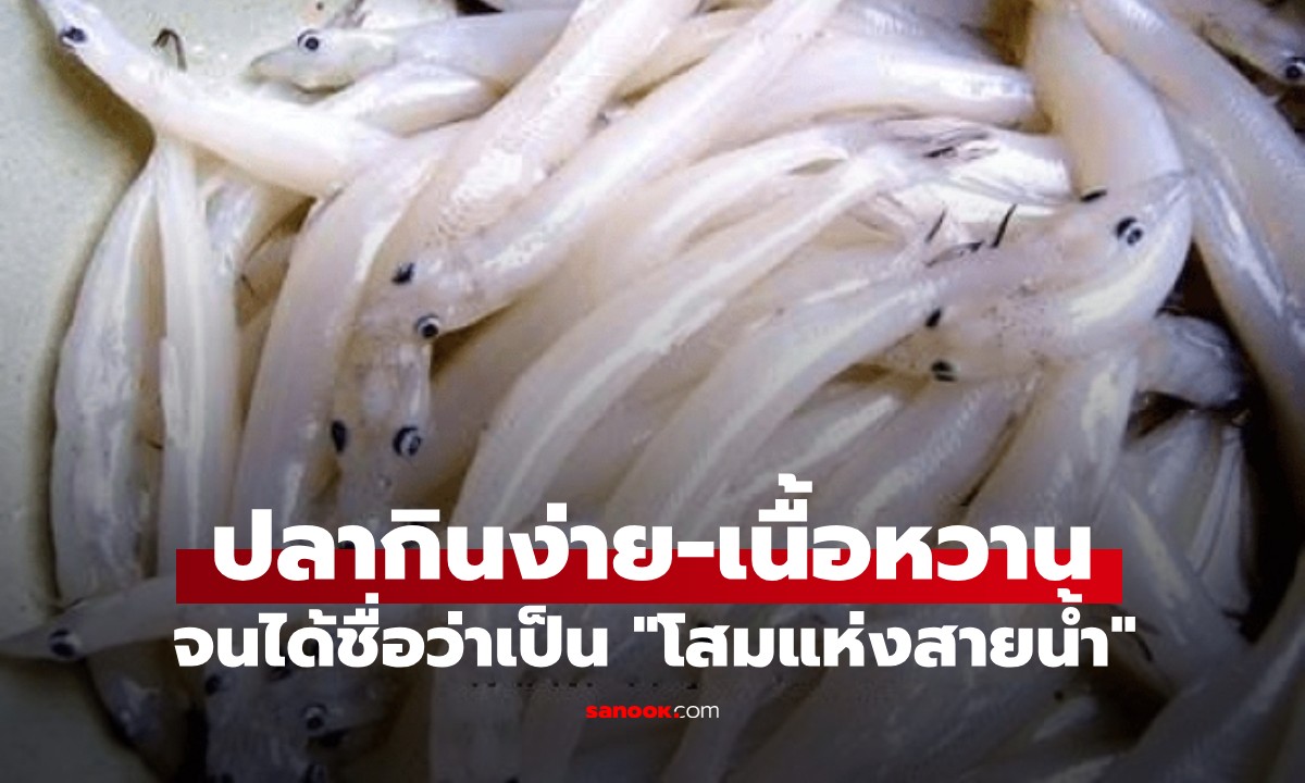 ปลาบำรุงกำลัง กินง่ายเนื้อหวาน ก้างนิ่มกินได้ทั้งตัว ได้ชื่อ \