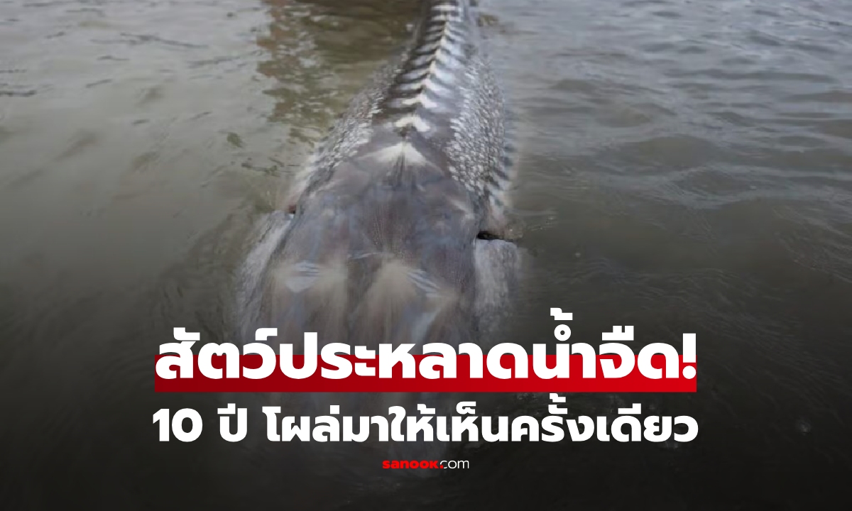 ตะลึงตาค้าง "สัตว์ประหลาดน้ำจืด" ตัวใหญ่กว่าเรือ ผู้เชี่ยวชาญชี้ 10 ปีมีหนเดียว!!!