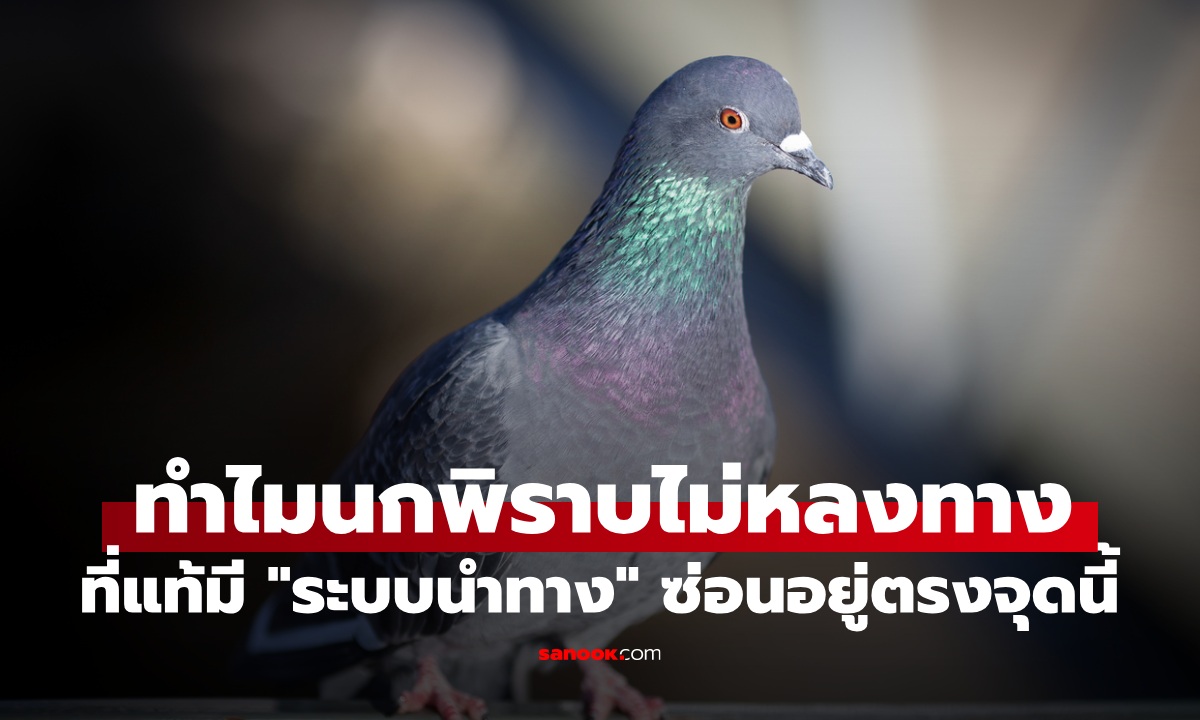 ทำไมนกพิราบถึงไม่หลงทาง? ที่แท้มี \