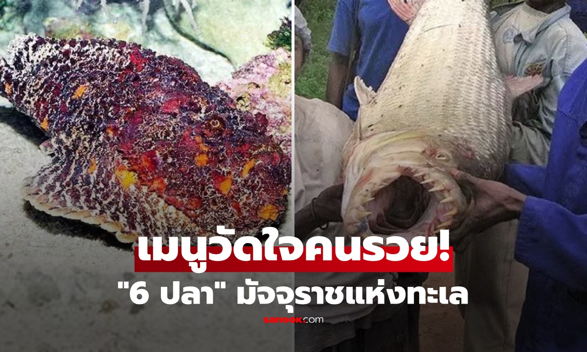 แค่ภาพยังสยอง... เปิดลิสต์ 6 ปลาที่ “อันตรายที่สุด” ในโลก ถึงมีเงินก็อาจกินไม่ได้!