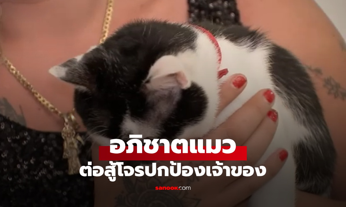 อภิชาตแมว! เจ้าเหมียว \