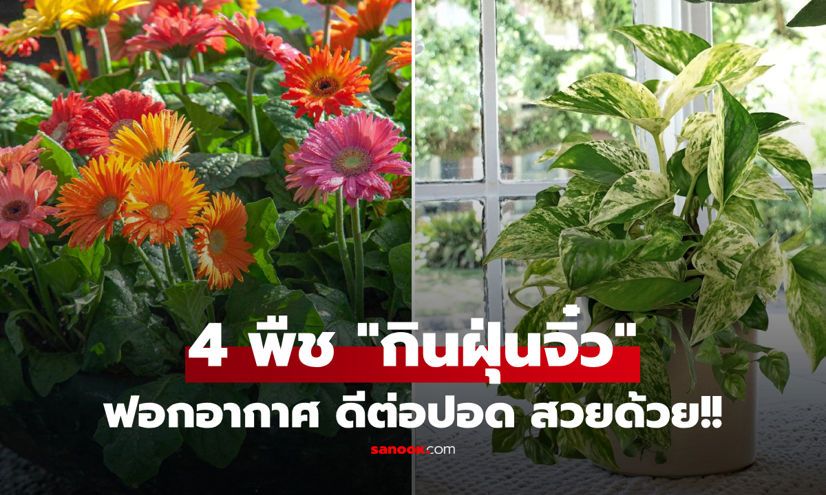 4 ต้นไม้ดีต่อปอด \