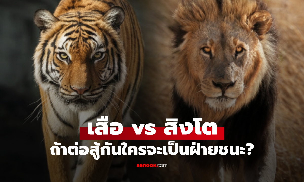 เสือ vs สิงโต ใครแข็งแกร่งกว่า ถ้าสู้กันตัวต่อตัว ใครจะเป็นฝ่ายชนะ?