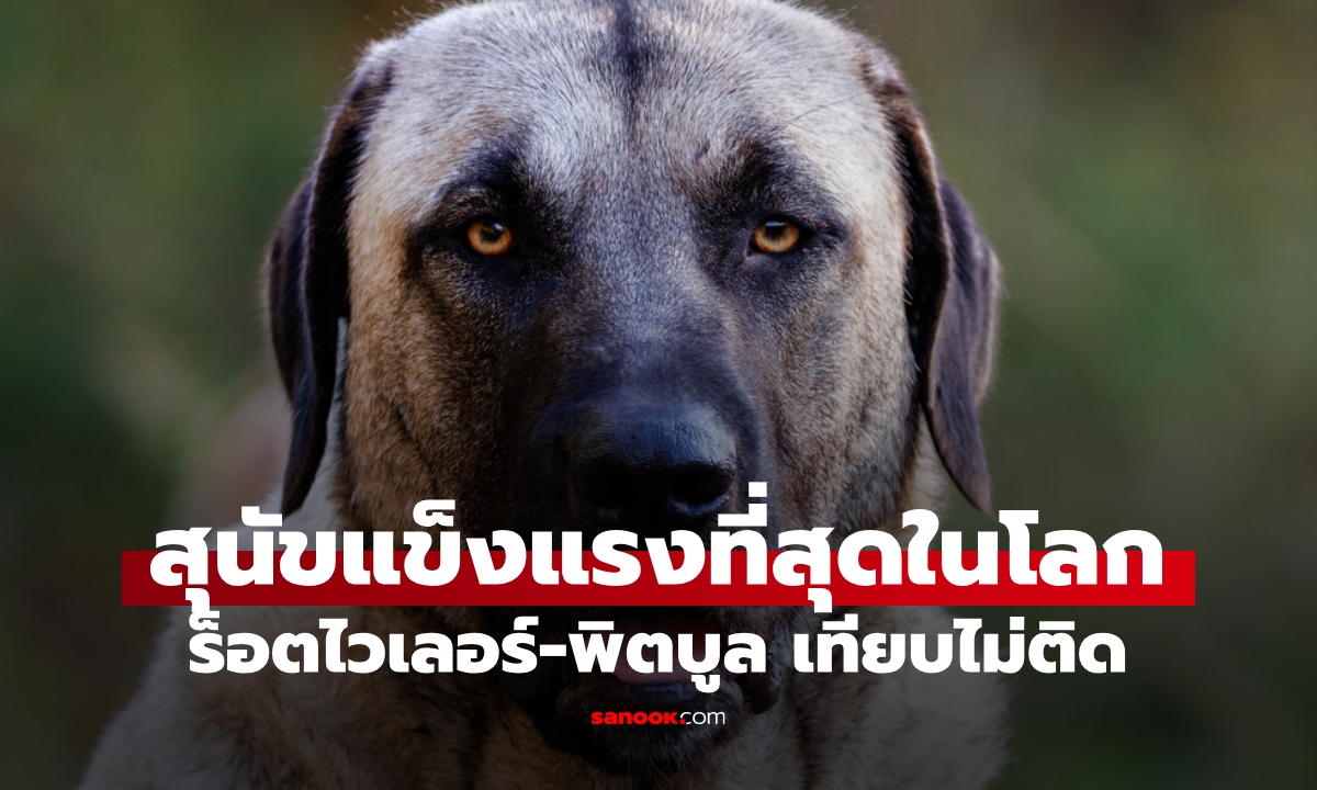 รู้จักสุนัขแข็งแกร่งที่สุดในโลก ฉายานักล่าหมาป่า ร็อตไวเลอร์-พิตบูลเทียบไม่ติด
