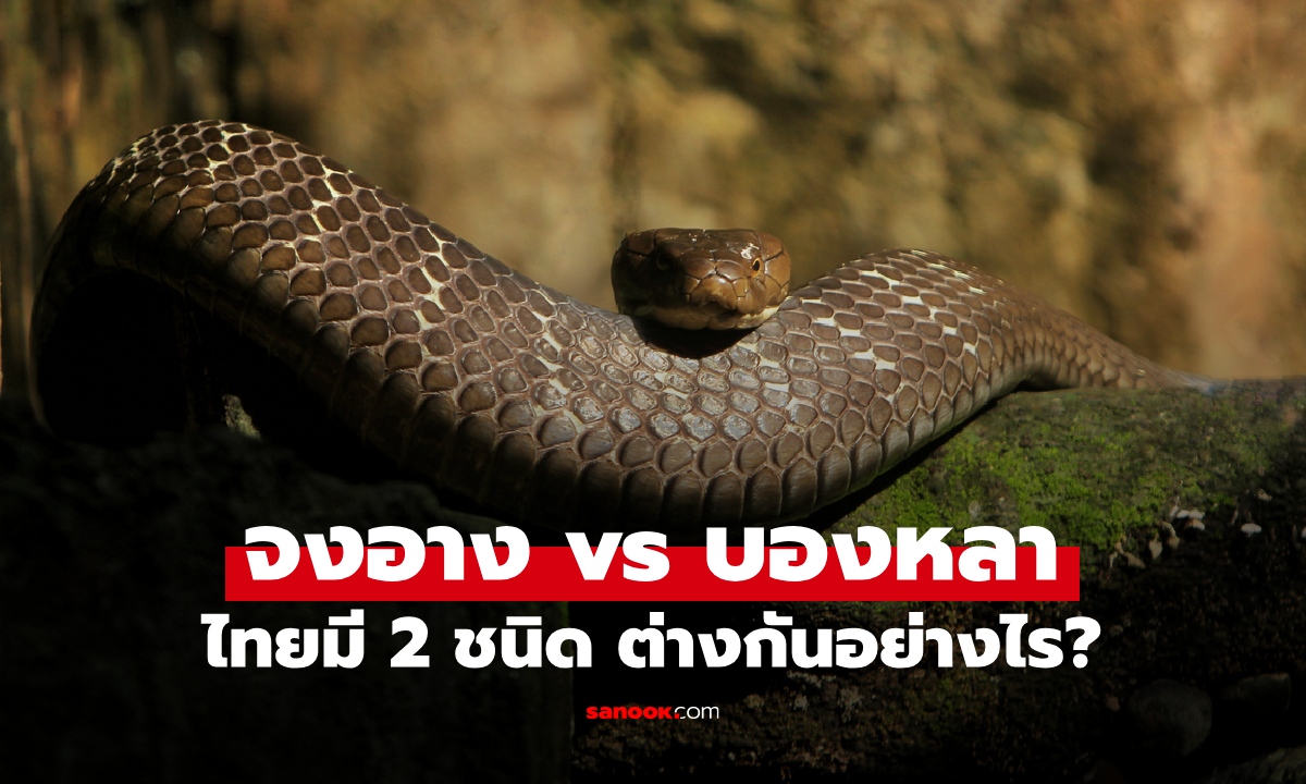 ราชาแห่งงูพิษ จงอาง vs บองหลา ต่างกันอย่างไร? ประเทศไทยมี 2 ชนิด