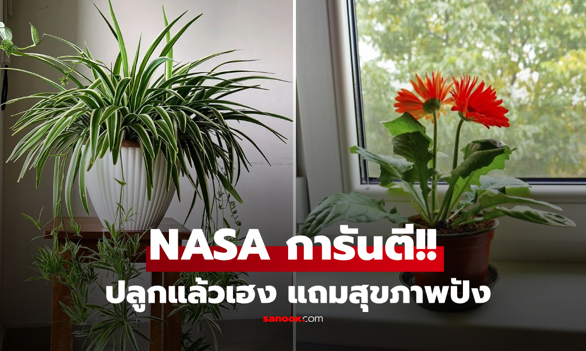 รวมต้นไม้มงคลที่ NASA ยอมรับว่า \