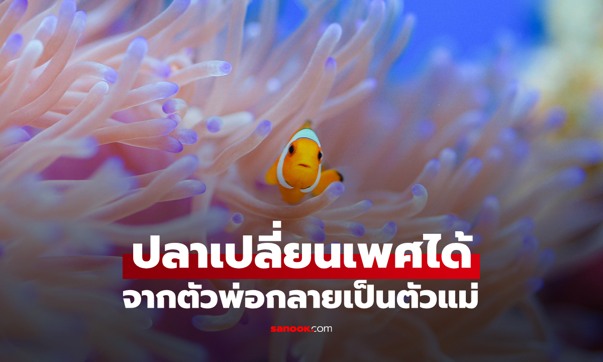 รู้หรือไม่? ปลาทะเลที่คนไทยคุ้นเคย \