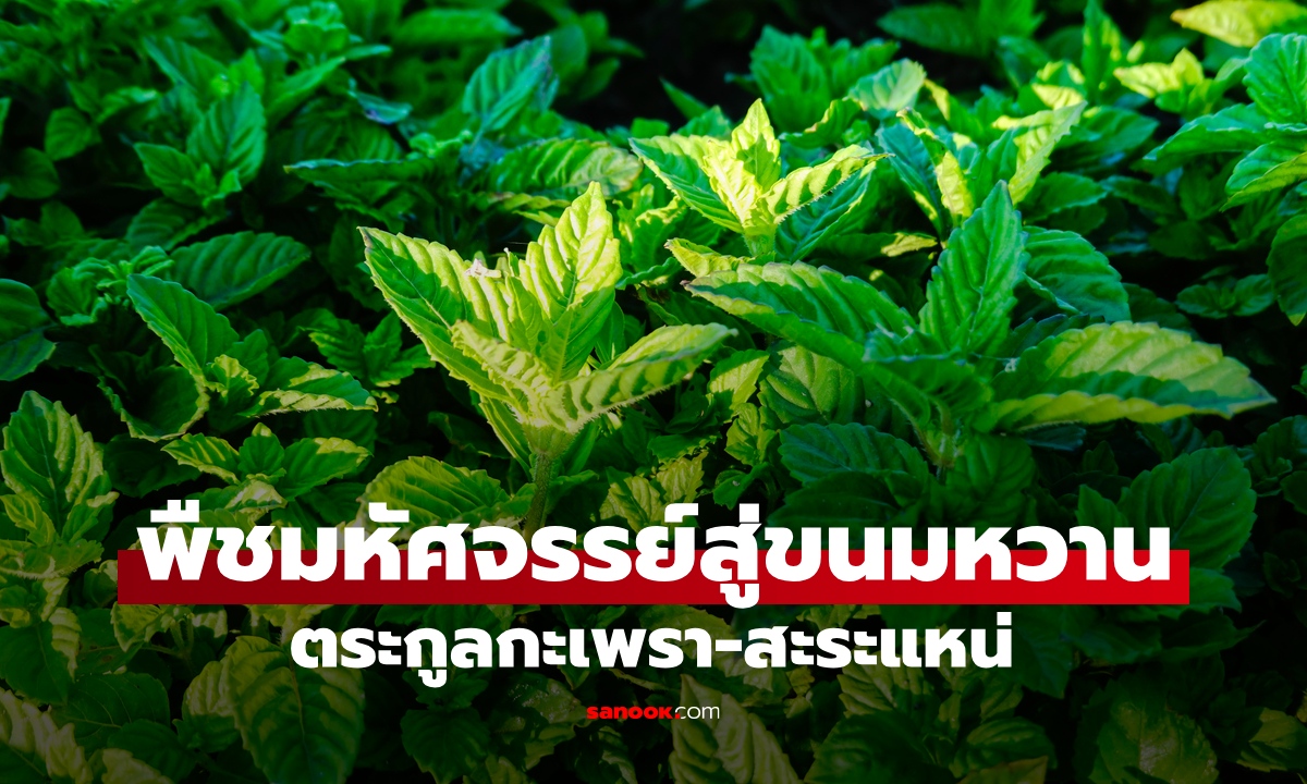 พืชมหัศจรรย์ 1 ชนิด สมุนไพรโบราณตระกูลกะเพรา สู่ขนมหวานยอดฮิตของคนไทย