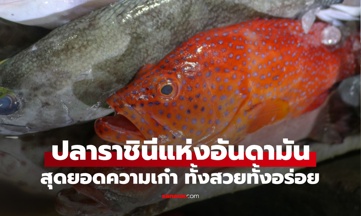 ปลาทะเลสุดเก๋า ฉายา \